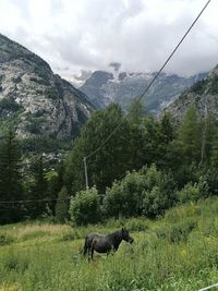 View of an animal on landscape