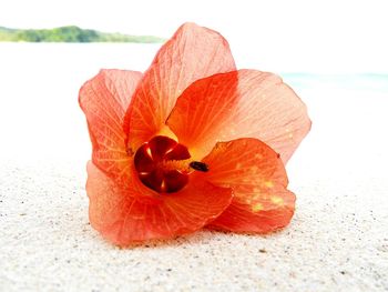 Close-up of orange rose on beach