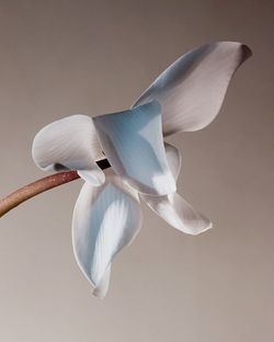 Close-up of a bird flying over white background