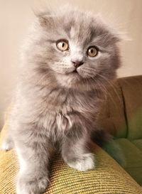 Close-up portrait of cat sitting on sofa