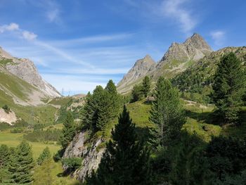 Plants growing on land against sky