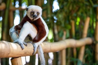 Low angle view of monkey sitting on tree