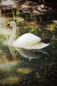 Swan swimming in lake