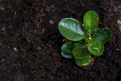 High angle view of wet plant on field