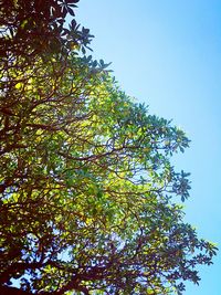 Low angle view of trees against blue sky