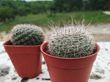 Two mini cactus