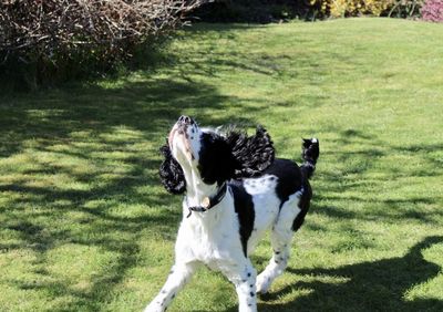 English springer spaniel about to spring. 