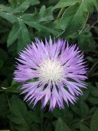 Close-up of purple flower blooming outdoors