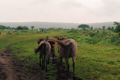 Horses in a field