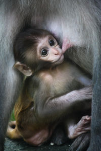 Mother feeding young monkey