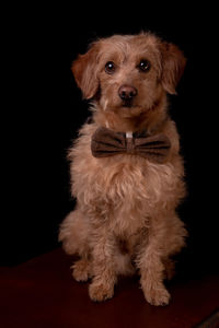 Portrait of dog against black background