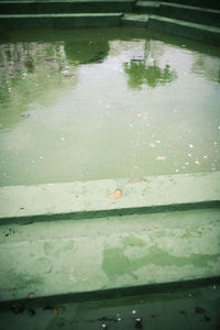 Close-up of wet swimming in water