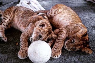 Close-up of lion cubs playing with ball