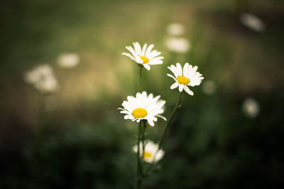 Close-up of white daisy flowers