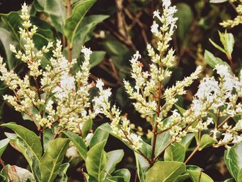 Close-up of plants