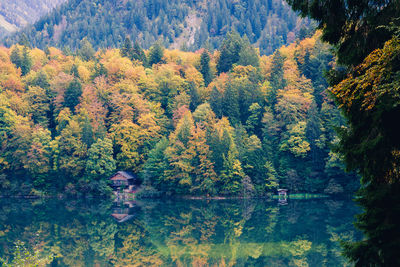 Trees by lake in forest during autumn