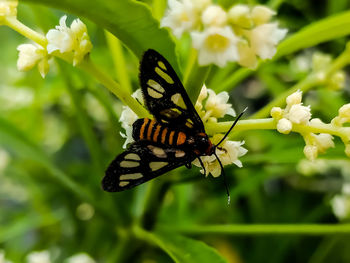 Close-up of butterfly pollinating on flower