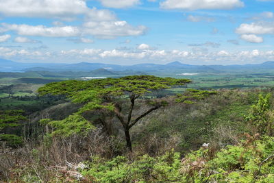 Acacia tree against a mountain background in rural kenya, naivasha