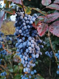 Close-up of grapes growing on plant