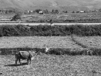 Cows grazing on field