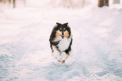 Close-up of dog on snow covered field