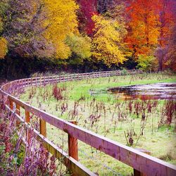 Trees by river