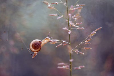 Close-up of snail on plant