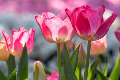 Close-up of pink tulips