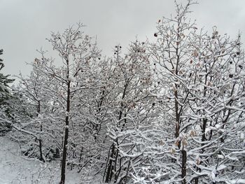 Close-up of snow on tree against sky during winter