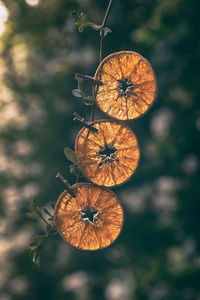 Directly above shot of orange