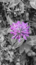 Close-up of pink flower