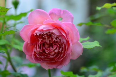 Close-up of pink rose