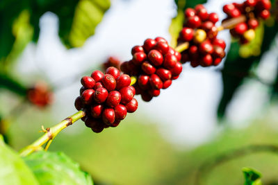 Close-up of red berries growing on plant