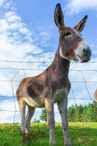 Cute donkey standing on field