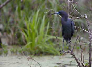 Close-up of bird perching on a tree