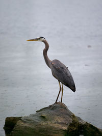 View of bird perching on rock