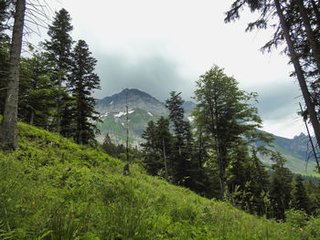 Scenic view of pine trees against sky