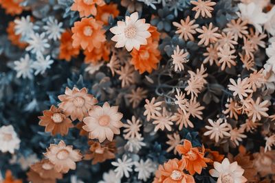 High angle view of orange flowering plants