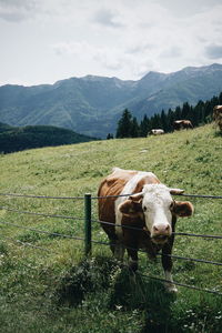 View of a horse on field