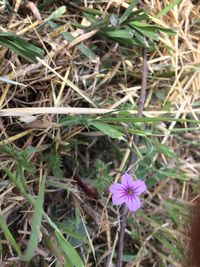 High angle view of cosmos blooming on field