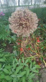 Flowers growing in park