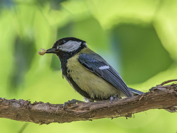 Close-up of bird perching on branch, tit bird