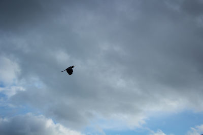 Low angle view of bird flying in sky