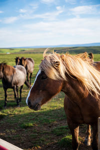 Horses in a field