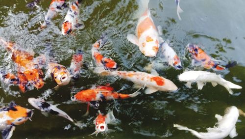 High angle view of koi carps swimming in pond