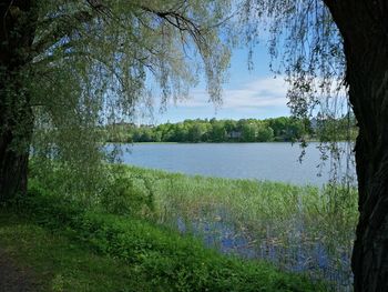 Scenic view of lake in forest against sky