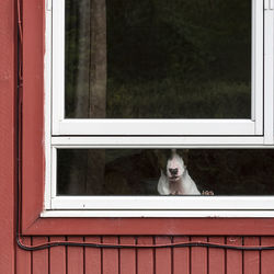 Dog looking through window