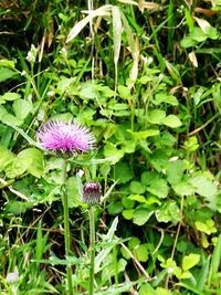 Close-up of purple flowering plant