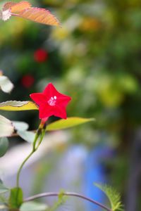 Close-up of red flower blooming outdoors