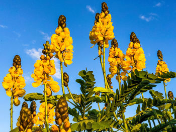 Low angle view of yellow flowering plants against blue sky